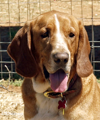 Medium Photo #1 Bloodhound Puppy For Sale in Scottsdale, AZ, USA