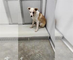 Mutt Dogs for adoption in Temple, TX, USA