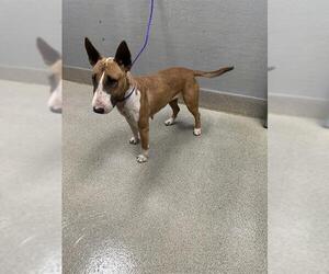 Bull Terrier-Unknown Mix Dogs for adoption in Las Vegas, NV, USA