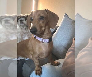 Dachshund Dogs for adoption in Los Angeles, CA, USA