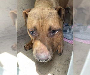 American Pit Bull Terrier Dogs for adoption in West Palm Beach, FL, USA
