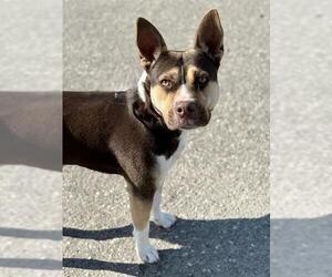 Staffordshire Bull Terrier-Unknown Mix Dogs for adoption in Camarillo, CA, USA