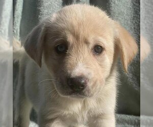 Small Labrador Retriever Mix