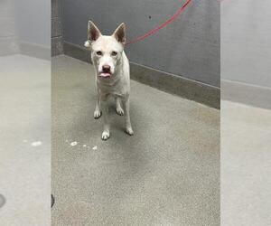 Siberian Husky-Unknown Mix Dogs for adoption in Las Vegas, NV, USA
