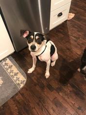 Rat Terrier Dogs for adoption in Maryville, TN, USA