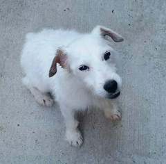 Jack Russell Terrier Dogs for adoption in Pawtucket, RI, USA