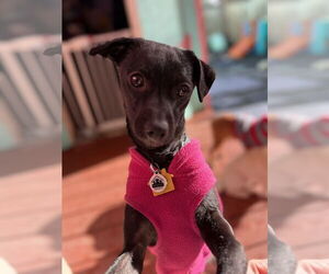 Chihuahua Dogs for adoption in Junction Cityu, OR, USA
