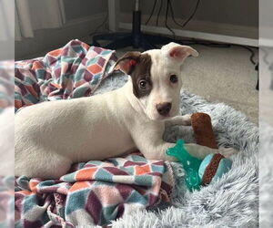 Mutt Dogs for adoption in Philadelphia, PA, USA