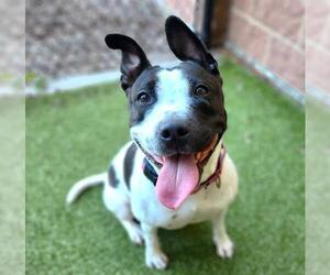 Bull Terrier-Unknown Mix Dogs for adoption in Minneapolis, MN, USA
