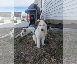 Mutt Dogs for adoption in Sandy, UT, USA