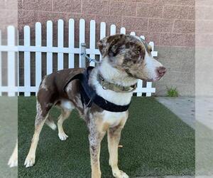 Australian Shepherd-Catahoula Leopard Dog Mix Dogs for adoption in Modesto, CA, USA