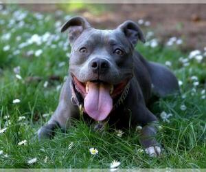 American Pit Bull Terrier Dogs for adoption in Junction Cityu, OR, USA