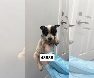 Mutt Dogs for adoption in Chico, CA, USA