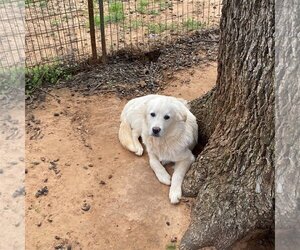 Great Pyrenees-Unknown Mix Dogs for adoption in Norman, OK, USA