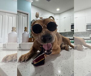 Chihuahua-Unknown Mix Dogs for adoption in Miami, FL, USA