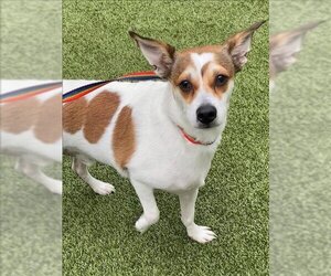 Rat Terrier Dogs for adoption in Fayetteville, NC, USA