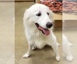 Great Pyrenees Dogs for adoption in Irving, TX, USA