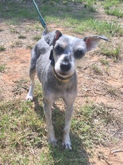 Miniature Schnauzer-Unknown Mix Dogs for adoption in Fayetteville, GA, USA