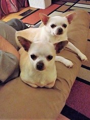 Chihuahua Dogs for adoption in Seattle, WA, USA
