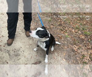 American Staffordshire Terrier Dogs for adoption in Ocala, FL, USA