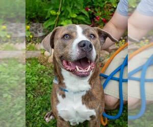 American Pit Bull Terrier-Unknown Mix Dogs for adoption in Louisville, KY, USA