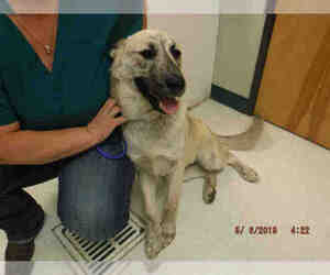 Medium Photo #1 Anatolian Shepherd-Unknown Mix Puppy For Sale in Oroville, CA, USA