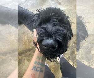 Great Dane-Poodle (Standard) Mix Dogs for adoption in Minneapolis, MN, USA