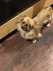 Medium Photo #1 Pekingese-Unknown Mix Puppy For Sale in Maple Grove, MN, USA