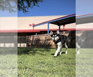 Siberian Husky Dogs for adoption in Plano, TX, USA