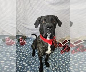 Mutt Dogs for adoption in London, Ontario, Canada