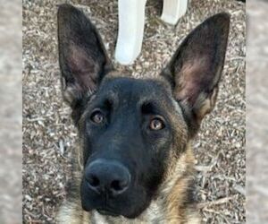 German Shepherd Dog Dogs for adoption in Cupertino, CA, USA