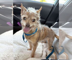 Mutt Dogs for adoption in Boonton, NJ, USA