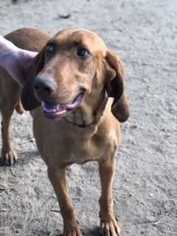 Coonhound Dogs for adoption in Lakewood, CO, USA