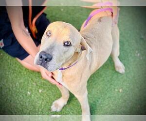 Labrador Retriever-Unknown Mix Dogs for adoption in Orlando, FL, USA
