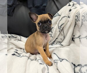 Pug-Unknown Mix Dogs for adoption in Chico, CA, USA