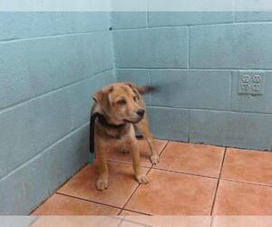 Shepradors Dogs for adoption in Downey, CA, USA
