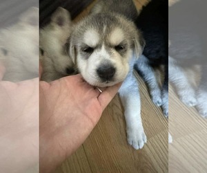 Siberian Husky-Unknown Mix Dogs for adoption in Holly Springs, NC, USA
