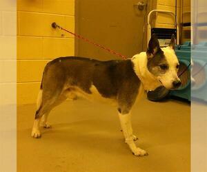 Siberian Husky Dogs for adoption in Sanford, FL, USA