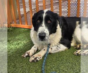 Pyrenees Border Collie Dogs for adoption in Las Vegas, NV, USA