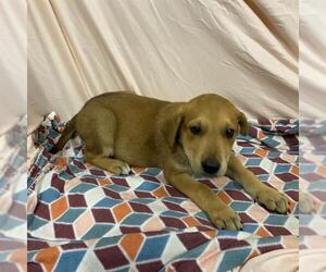 Doberman Pinscher-German Shepherd Dog Mix Dogs for adoption in Modesto, CA, USA