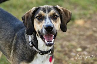 Alaskan Husky-Greyhound Mix Dogs for adoption in Chouteau, OK, USA