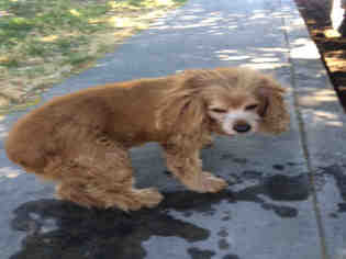 Cocker Spaniel Dogs for adoption in Hanford, CA, USA
