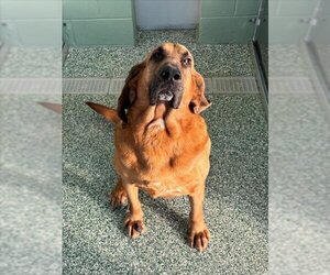 Bloodhound-Unknown Mix Dogs for adoption in Salisbury, NC, USA