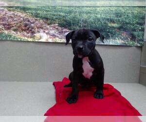 American Pit Bull Terrier-Unknown Mix Dogs for adoption in Moreno Valley, CA, USA