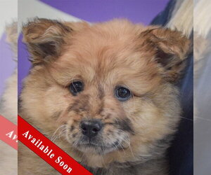 Chow Chow-Unknown Mix Dogs for adoption in Huntley, IL, USA