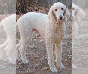 Poodle (Standard) Dogs for adoption in Tehachapi, CA, USA