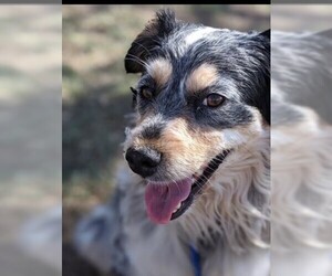 Australian Shepherd-Unknown Mix Dogs for adoption in Colorado Springs, CO, USA