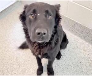 German Shepherd Dog Dogs for adoption in Houston, TX, USA