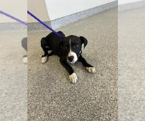 Boxador Dogs for adoption in Pasadena, TX, USA