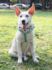 Labrador Retriever-Unknown Mix Dogs for adoption in Hayward, CA, USA